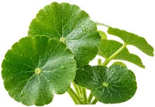 {{OFFER_NAME}} — centella asiática