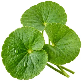 {{OFFER_NAME}} — centella asiática