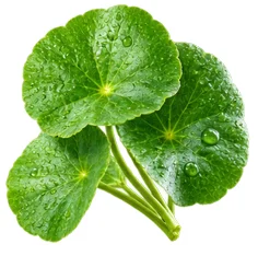 {{OFFER_NAME}} — centella asiática