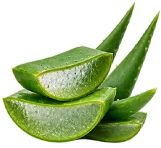 {{OFFER_NAME}} — rusco (Ruscus aculeatus)