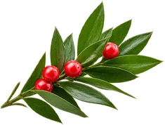 {{OFFER_NAME}} — rusco (Ruscus aculeatus)